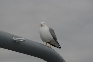 Seagull standing