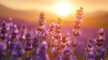 Fototapeta premium Serene lavender field under a golden sunset