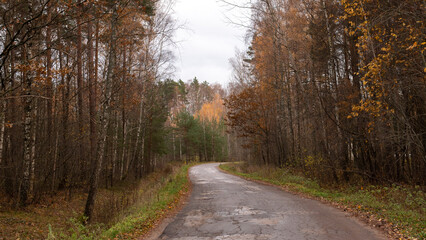 autumn road landscape forest golden trees