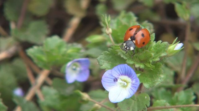 Ladybug Flying, Flight, Veronica Persica Flowers in Field, Ladybird, Bug, Macro