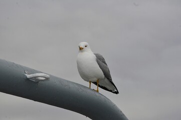 black headed gull