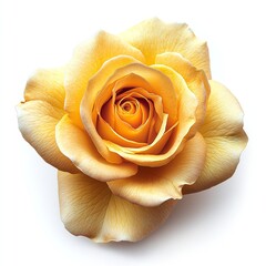 A single, delicate yellow rose,  its petals softly unfurling in a warm, inviting hue.  A perfect symbol of elegance and beauty.