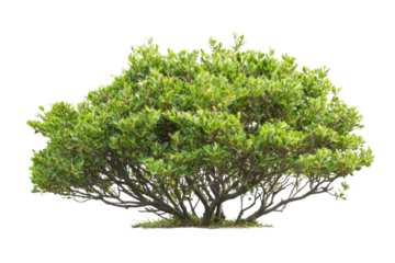 Stunning Lush Green Tree with Vibrant Foliage