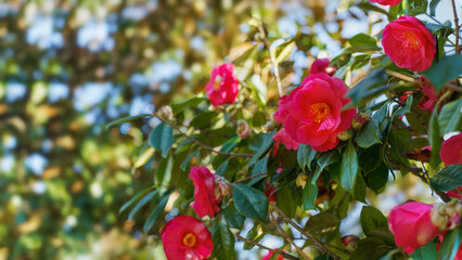 Spring background.Camellia branch with beautiful flowers