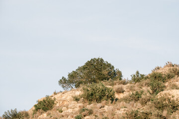 Serene hilltop landscape with trees under a clear blue sky