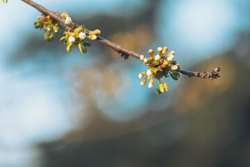 Cherry buds in early spring, beginning of the agricultural season. Blossoms awaken in springtime's gentle embrace under a sunlit sky filled with promise and renewal
