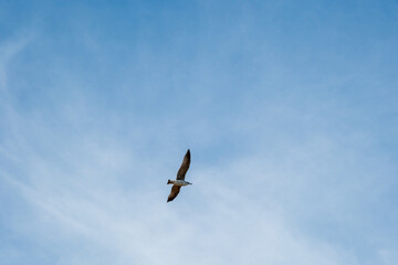Majestic seagull flying gracefully against clear blue sky