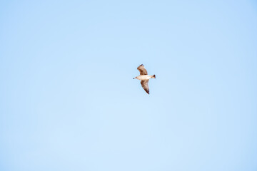 Solitary seagull soaring in clear blue sky capturing freedom and grace in flight