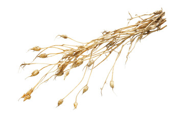 Detailed Closeup of Plant Roots and Seeds