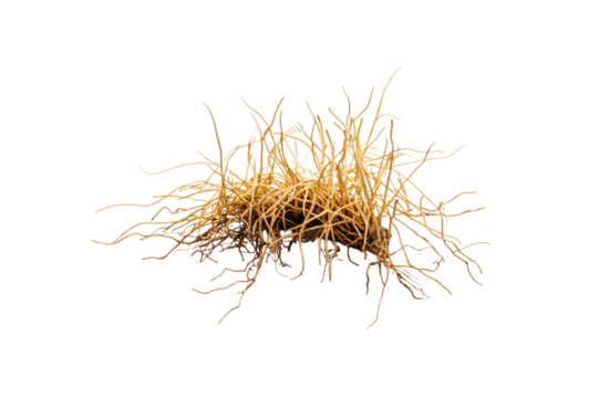 Intricate Root System of a Plant