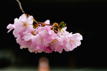 Pink cherry blossoms against a dark background, creating a dramatic contrast that highlights the flowers’ delicate beauty. 
