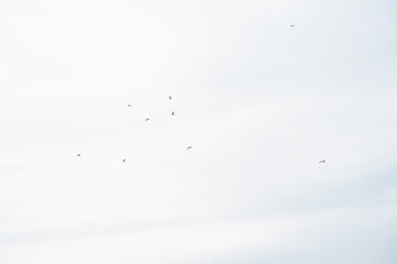 Birds soar against vast sky: a serene display of nature's freedom