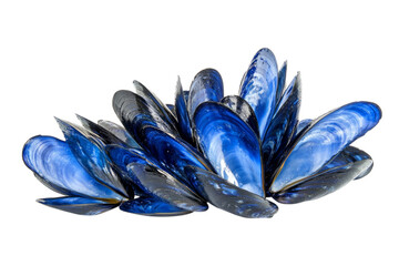 Stunning Blue Mussel Shells Arrangement