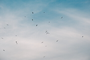 Flock of birds soaring in a clear blue sky