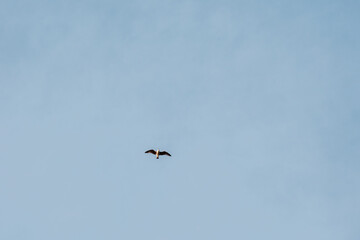 Solitary bird soaring against clear blue sky