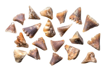 Ancient Marine Fossils - Prehistoric Teeth