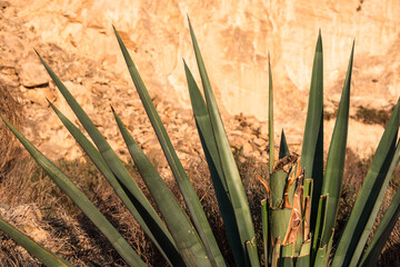 Agave plant close-up against rock background in sunlit landscape