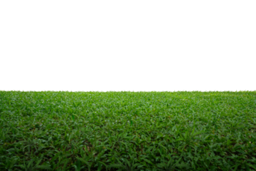 green grass background