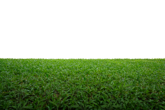 green grass background