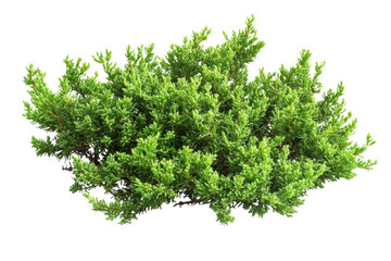 Closeup of Lush Green Foliage