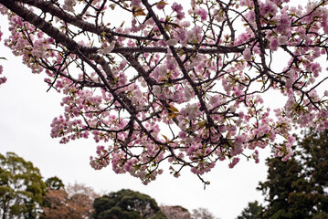 鎌倉2503　妙本寺46　桜