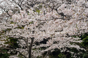 鎌倉2503　妙本寺44　桜