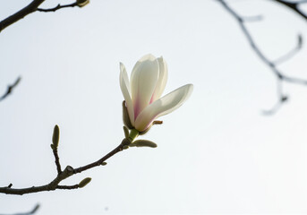 Magnolia flower on branch against bright sky features white petals with pink accents showcasing its delicate beauty and fresh blossom