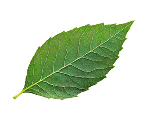 Obraz premium Neem Leaf – Isolated on Transparent Background