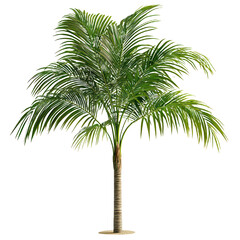 Fototapeta premium A Majesty Palm Isolated on transparent background, png