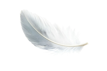 Fototapeta premium Delicate White Feather - A Pristine Natural Beauty