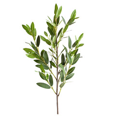 Fototapeta premium A Mediterranean Plant Isolated on transparent background, png