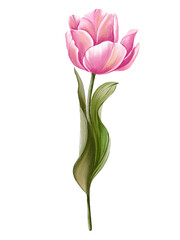 Fototapeta premium Tulip flower. Watercolor pink flower, hand drawing, botanical painting, floral design