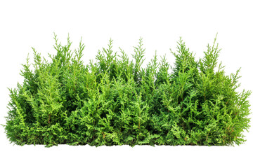 Fototapeta premium A Lush Green Hedge for Your Garden