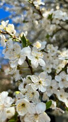 Vertical photo of cherry plum branches with large white blossoms. Delicate flowers create a spring background and natural pattern. Ideal for floral, botanical, nature, and seasonal themes.