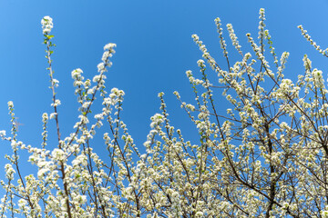 White blooming tree against the blue sky. Spring environment. 