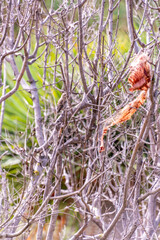 Pájaro apoyado en la rama de un árbol.