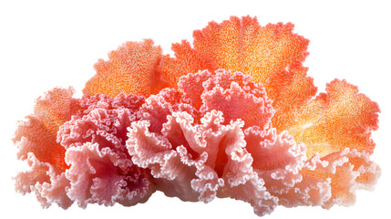 Vibrant Coral Color on Clean White Background - Isolated Coral Reef Decoration Image