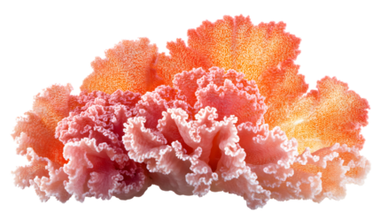 Vibrant Coral Color on Clean White Background - Isolated Coral Reef Decoration Image