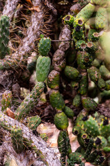 Opuntia sp pertenece a la familia de Cactaceae.