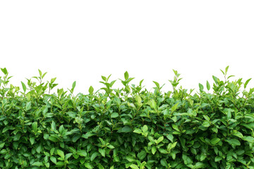 Fototapeta premium Dense Green Hedge - Fresh Lush Foliage
