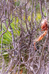 Pájaro apoyado en la rama de un árbol.