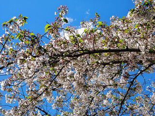 The photo represents a branch of cherry blossoms in full bloom also known traditionally in Japanese as Hanami or "Sakura Blossoms". Taken at the Eur lake in Rome