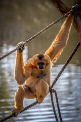 Light Brown Gibbon Hanging from Ropes Over Water in Natural Habitat Setting