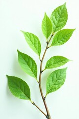 Fototapeta premium Delicate branches on white background with subtle leaf veins, texture, greenery