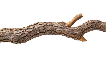 Fototapeta premium Detailed Closeup of a Rustic Branch