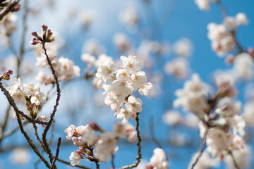 満開の桜