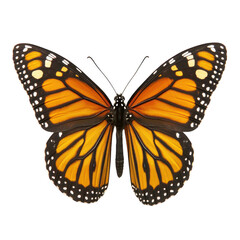 Obraz premium A stunning monarch butterfly with vibrant orange and black wings, displayed on a white isolated background, showcasing its detailed patterns and beauty.