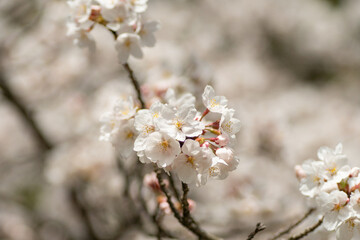満開の桜