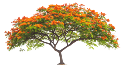 Vibrant Flame Tree Isolated on White Background for Professional Use.