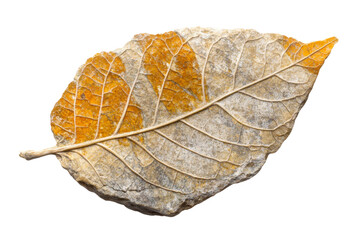 Fossil Leaf: A Timeless Botanical Treasure